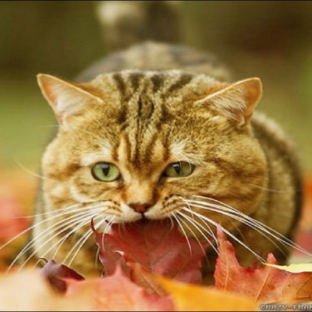 Meet your Posher, Cate